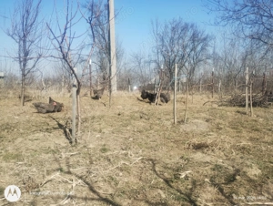 Vând ouă de la găini crescute la țară - pentru consum și pentru incubator - imagine 4