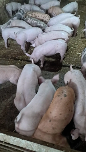 Vand purcei  - imagine 5