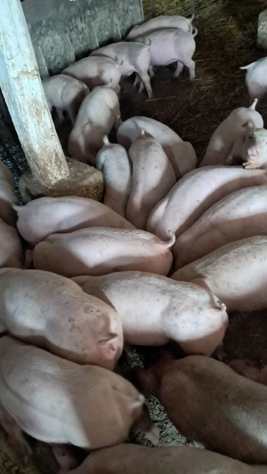 Vand purcei  - imagine 3