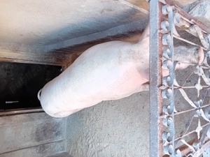 Porc de vanzare...... - imagine 5