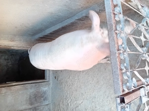 Porc de vanzare......