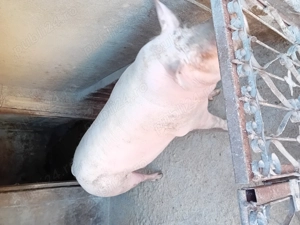 Porc de vanzare...... - imagine 3