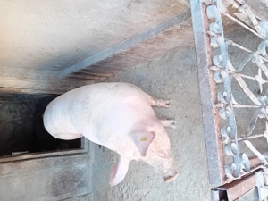 Porc de vanzare...... - imagine 2