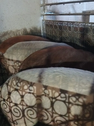 Mascuri de vanzare 160-170 kg - imagine 2