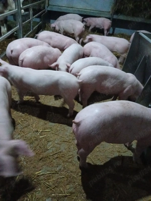 purcei si porci mari 