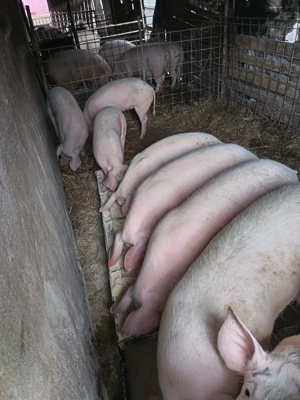 Vand porci mari - imagine 4