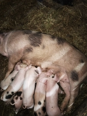 De vînzare la prima f tare cu 7 purciei