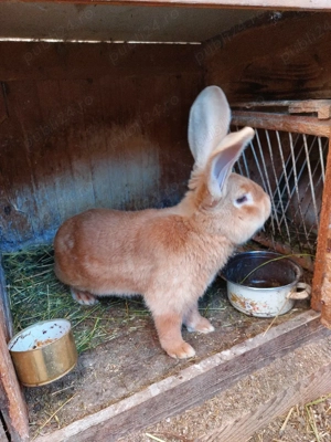 iepuri urias german galben - imagine 4