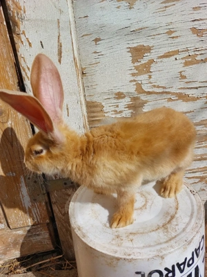 iepuri urias german galben - imagine 5