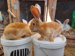 iepuri urias german galben