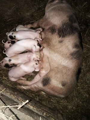 De vînzare la prima f tare cu 7 purciei - imagine 2