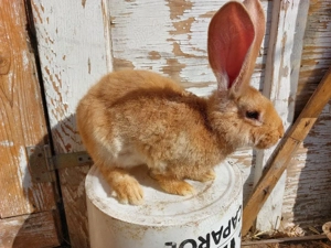 iepuri urias german galben - imagine 2