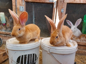 iepuri urias german galben - imagine 3