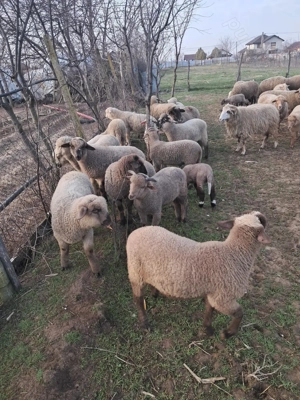 11 miei de vânzare  - imagine 2