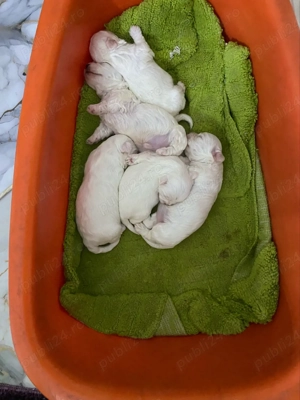 vand pui bichon maltez  - imagine 5