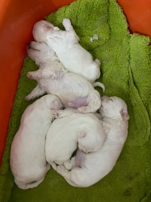 vand pui bichon maltez 