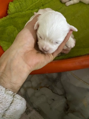 vand pui bichon maltez  - imagine 2