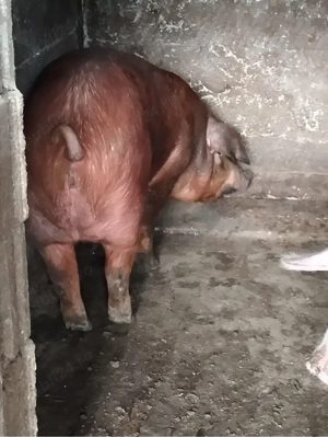 scroafă duroc cu purcei vand schimb 