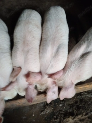 scroafă duroc cu purcei vand schimb  - imagine 2