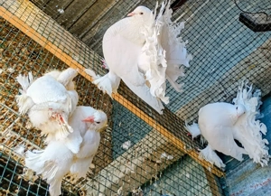 Porumbei ornament , voltați, curcan,rostow  - imagine 3