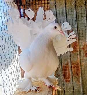 Porumbei ornament , voltați, curcan,rostow 