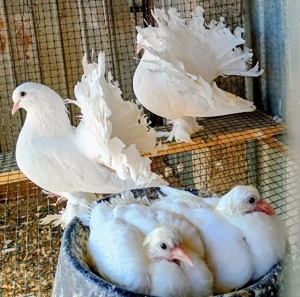 Porumbei ornament , voltați, curcan,rostow  - imagine 4