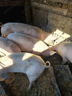 porci de vanzare