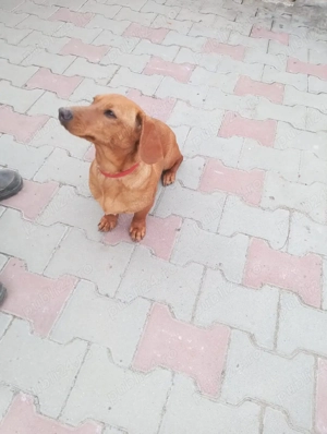 vand catea tekel - imagine 3