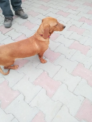 vand catea tekel - imagine 2