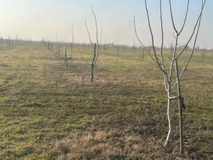 Livadă de nuc: Afacere agricolă cu potențial ridicat  - 74,9 ha irigate - imagine 5