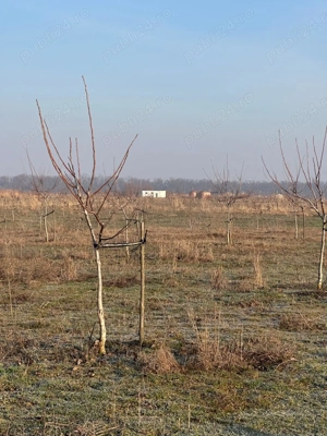 Livadă de nuc: Afacere agricolă cu potențial ridicat  - 74,9 ha irigate - imagine 4