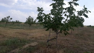 Livadă de nuc: Afacere agricolă cu potențial ridicat  - 74,9 ha irigate - imagine 2