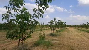 Livadă de nuc: Afacere agricolă cu potențial ridicat  - 74,9 ha irigate - imagine 3