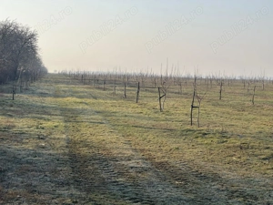 Livadă de nuc: Afacere agricolă cu potențial ridicat  - 74,9 ha irigate - imagine 6