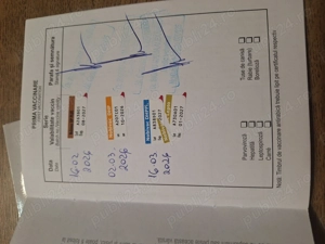 Yorkshire terrier- 2 masculi - imagine 3