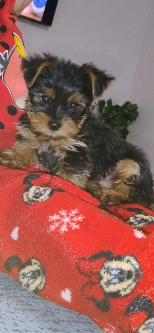 Yorkshire terrier- 2 masculi
