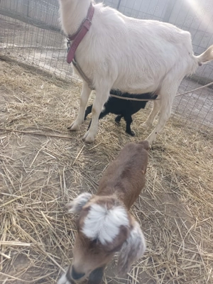 Capră cu doi iezii - imagine 5