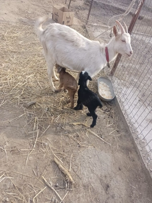 Capră cu doi iezii - imagine 4