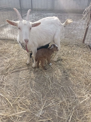 Capră cu doi iezii - imagine 3