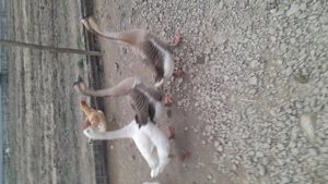 Vand doi gâscani  - imagine 2