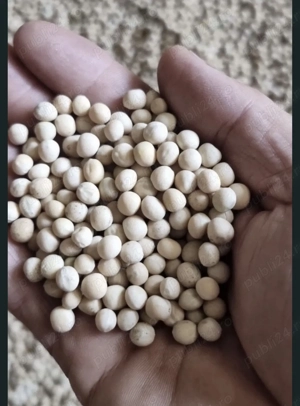 Vând Mazăre, Floarea Soarelui,Grâu și Porumb