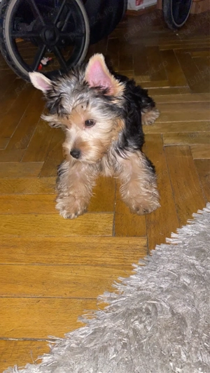 yorkshire fetita - imagine 2