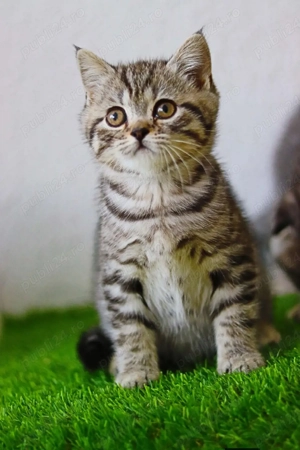 British Brown foarte frumoși  - imagine 3