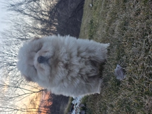  Catei Chow chow disponibili  - imagine 6