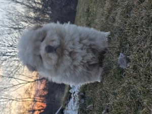  Catei Chow chow disponibili  - imagine 3