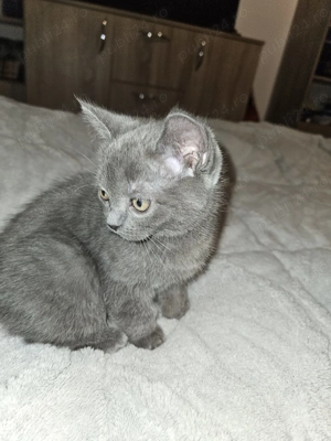 Vând pui de British - imagine 5