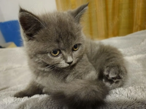 Vând pui de British - imagine 3