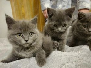 Vând pui de British - imagine 4