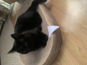 Pisica Bombay - imagine 2