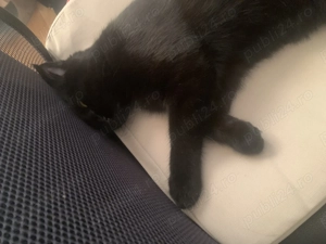 Pisica Bombay - imagine 4